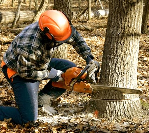 Tree Removal in Big Rock, TN